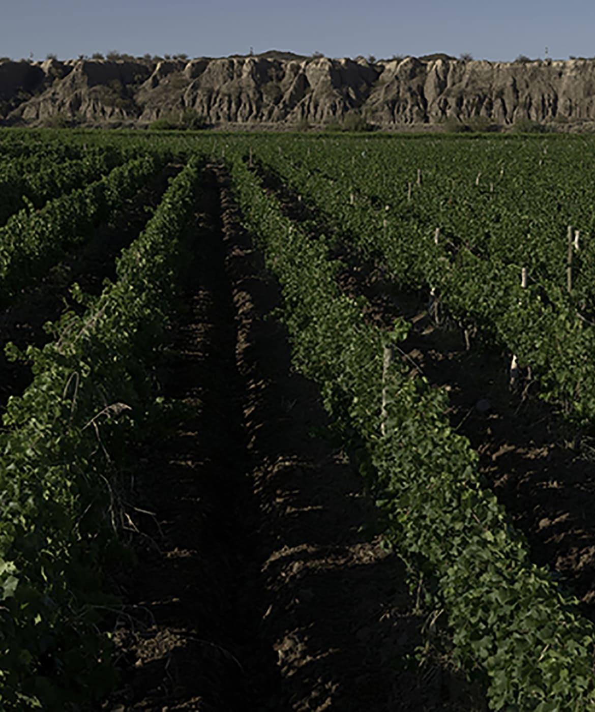 gauchezco-estate-malbec-rose-m