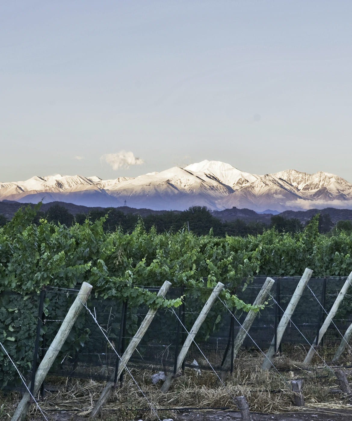 gauchezco-reserve-cabernet-franc_p